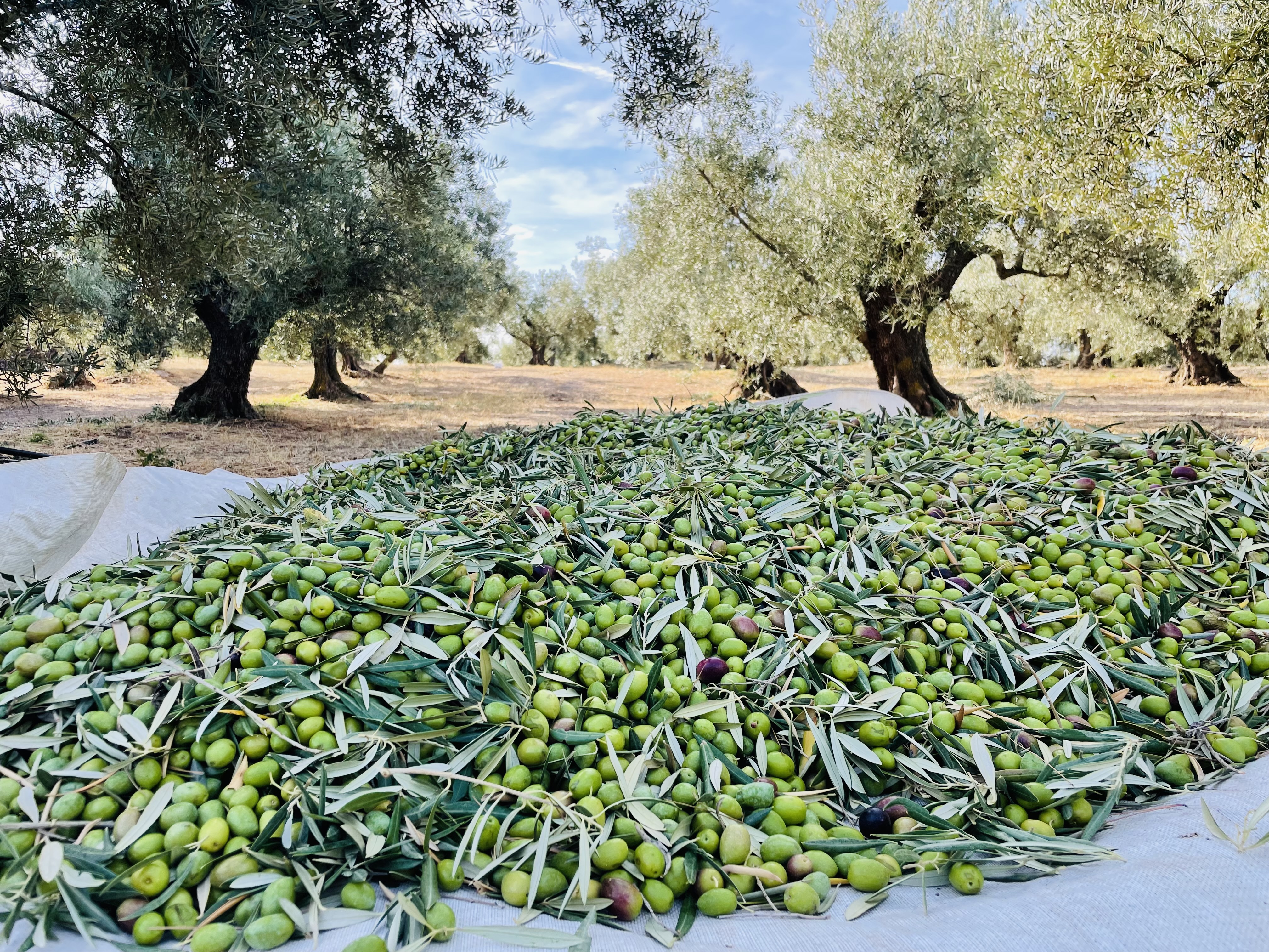 Olive oil produced for partner brands
